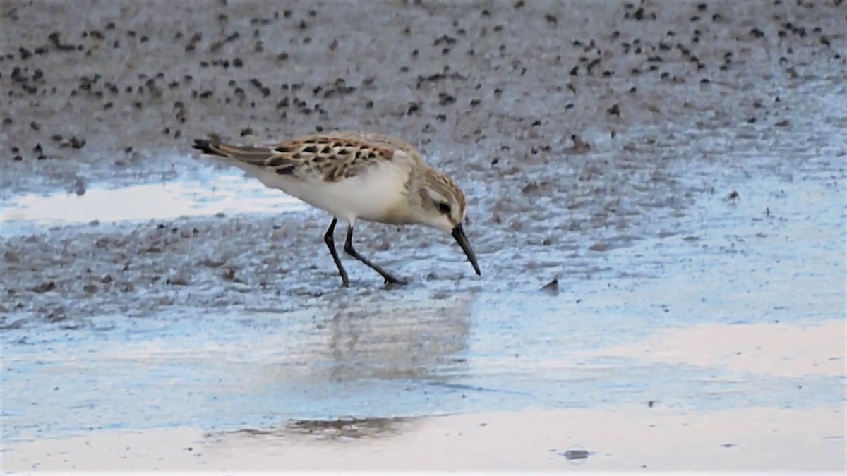 Western Sandpiper - ML257222221