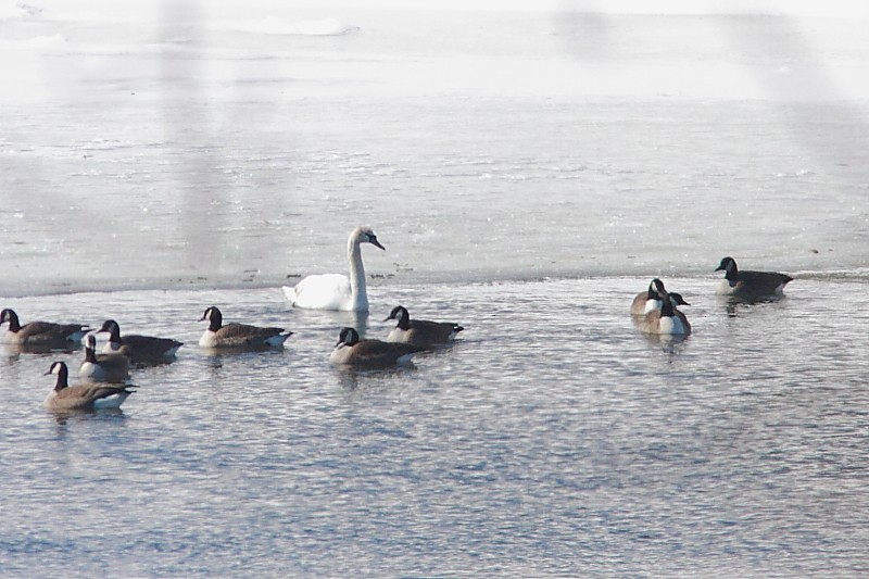 Mute Swan - ML257222411