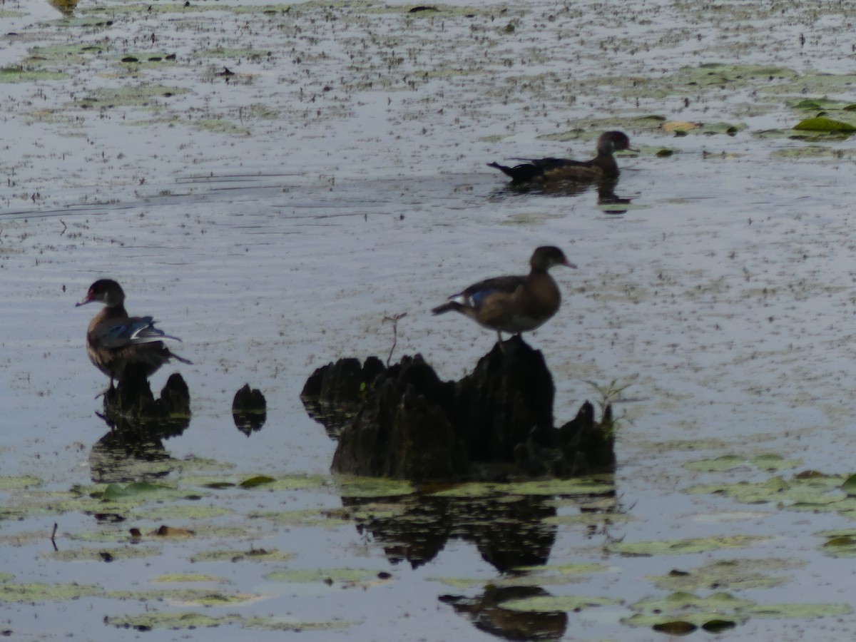 Wood Duck - ML257223361