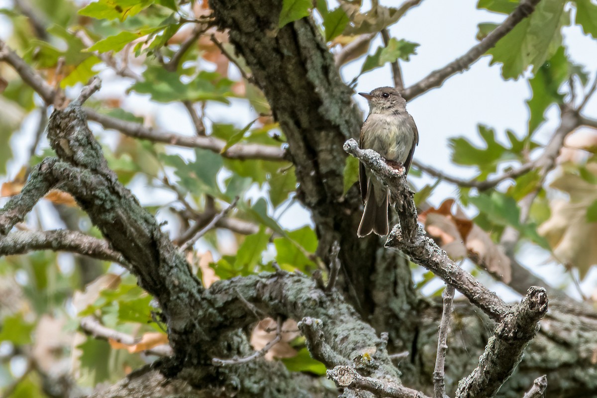 Least Flycatcher - Matt Saunders