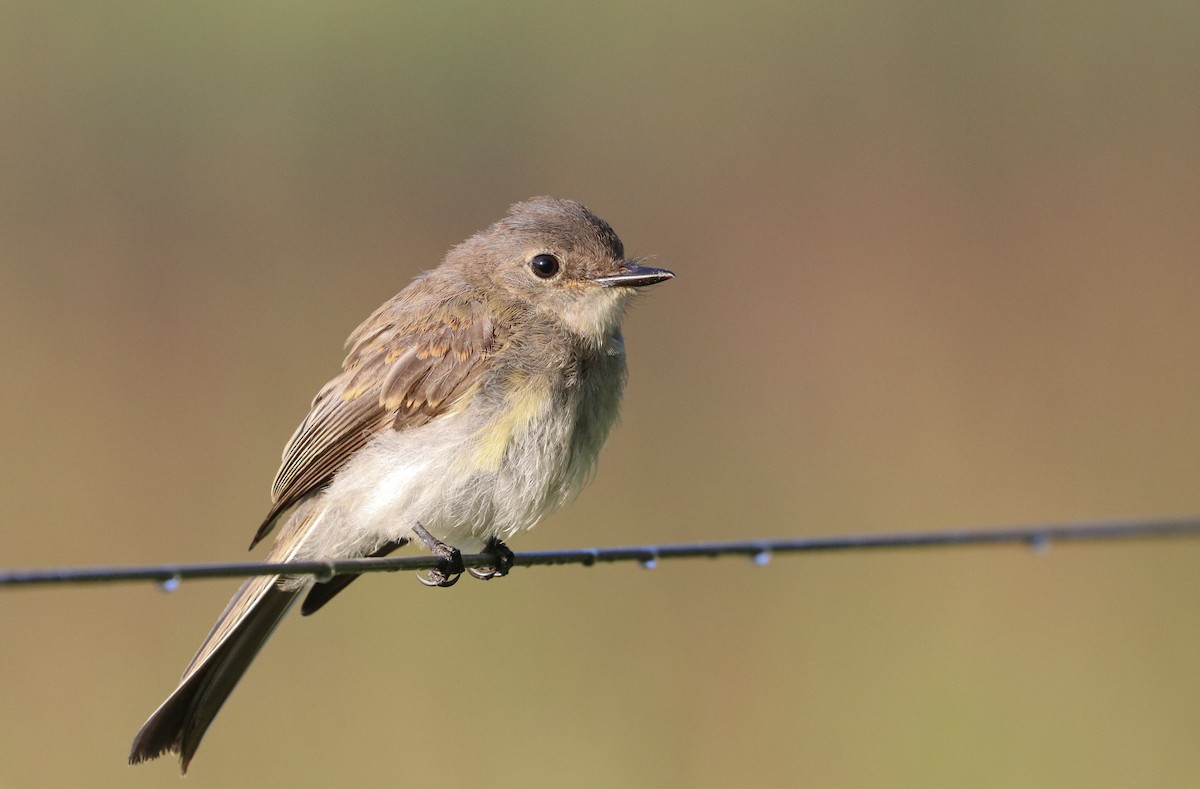 Eastern Phoebe - ML257223461