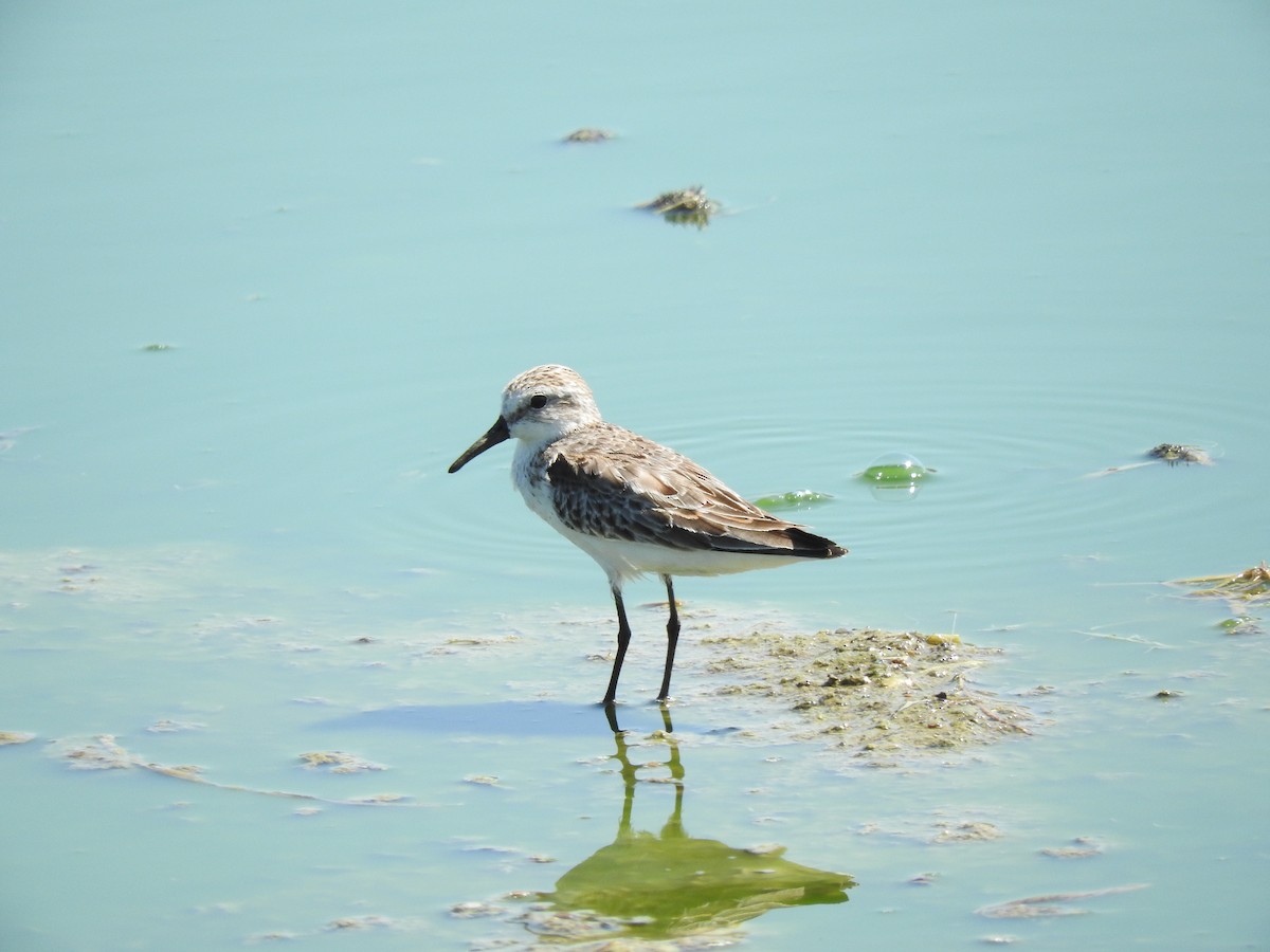 Western Sandpiper - ML257224461