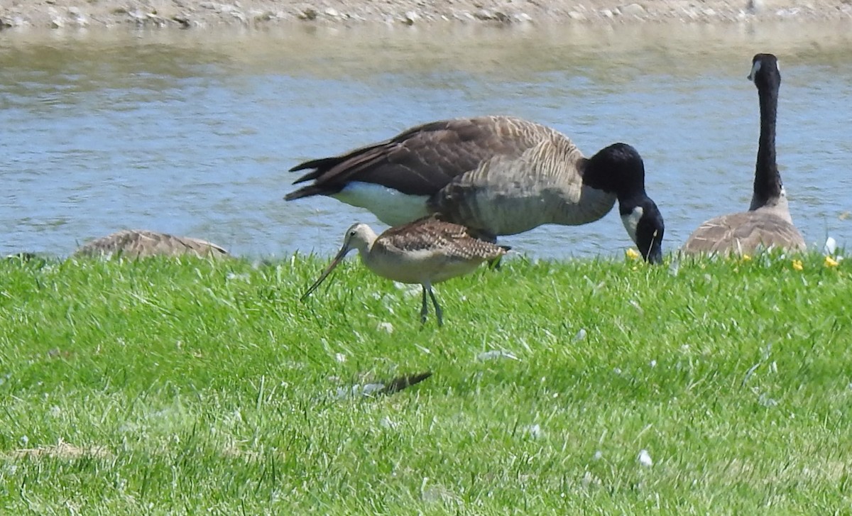 Marbled Godwit - Mike Cowlard