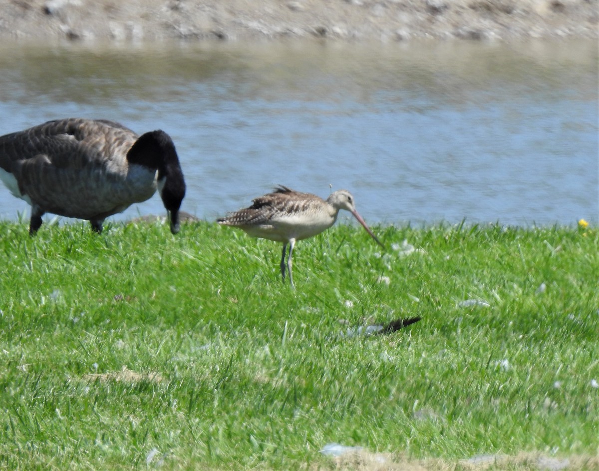 Marbled Godwit - ML257225781