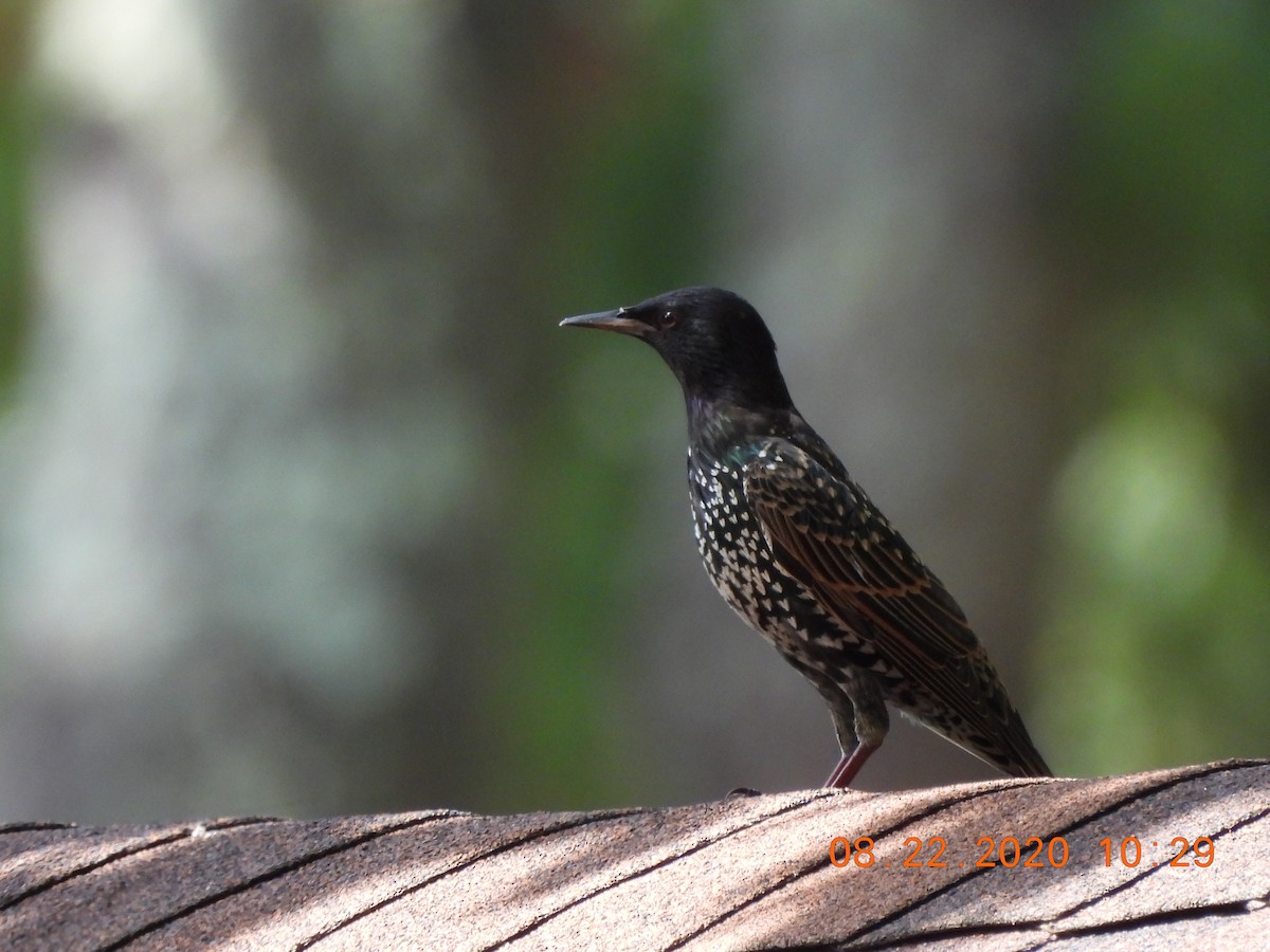 European Starling - ML257230821