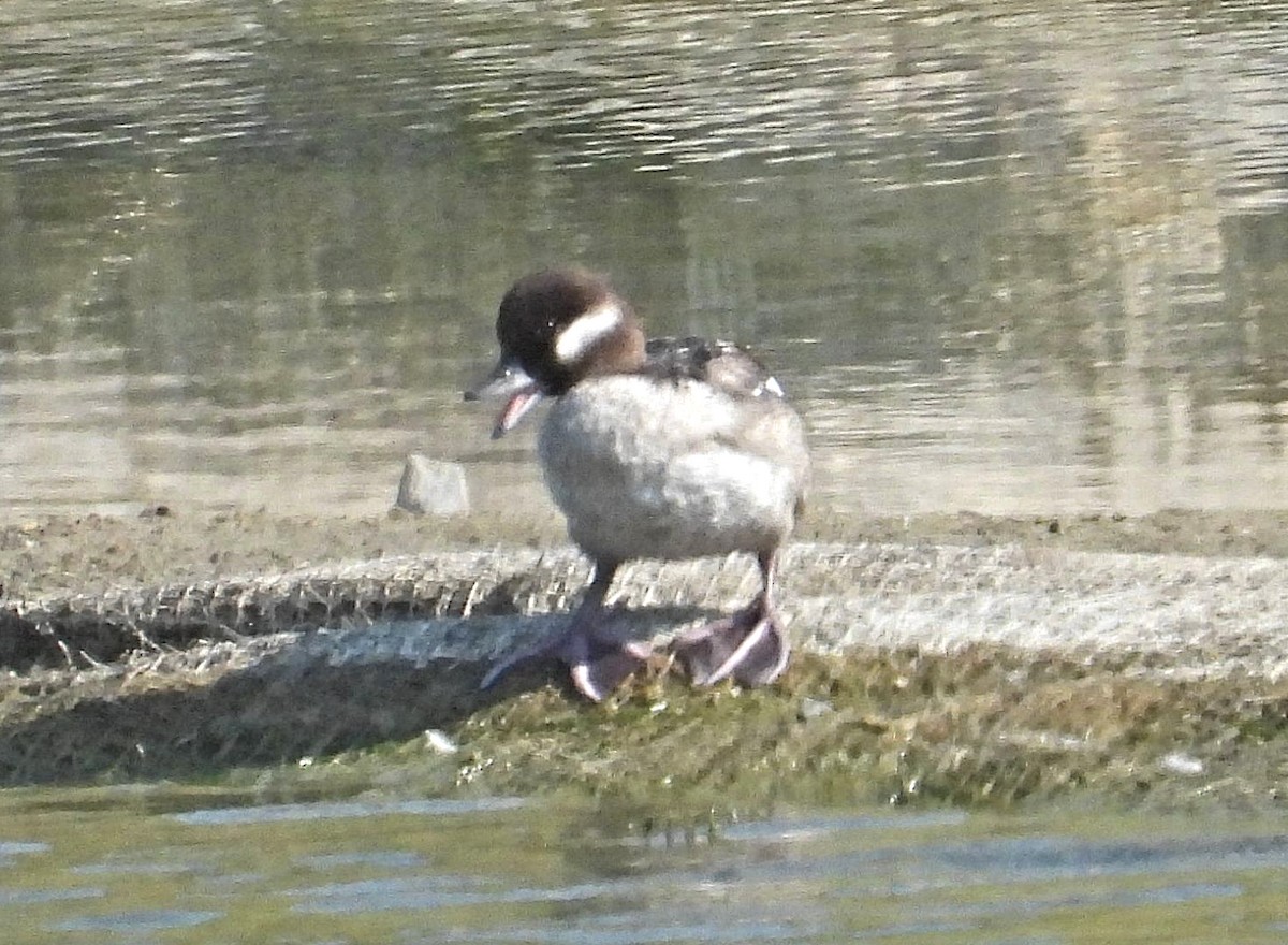 Bufflehead - Greg Cross