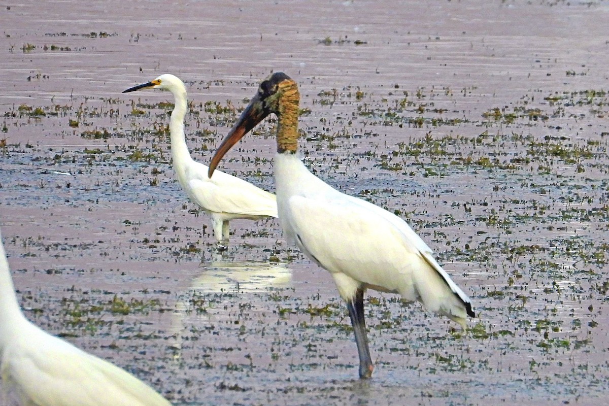 Wood Stork - Greg Cross