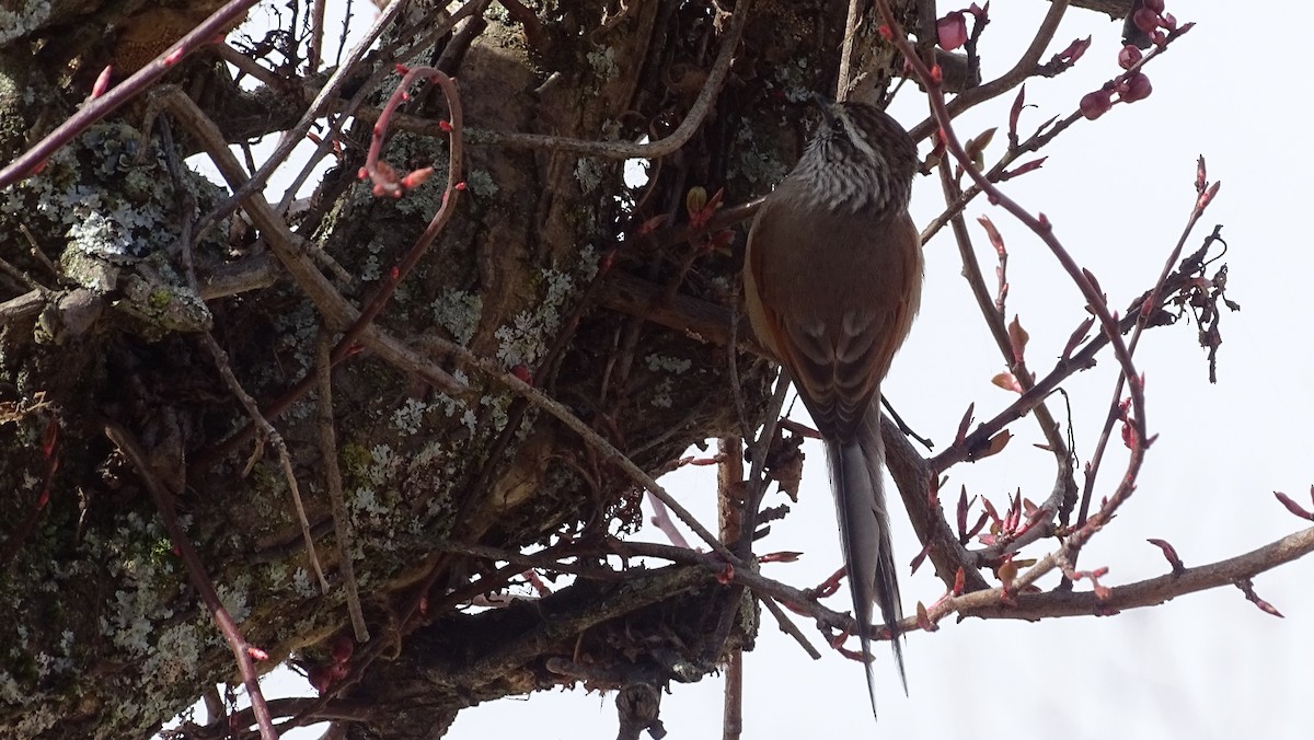 Plain-mantled Tit-Spinetail - ML257236001