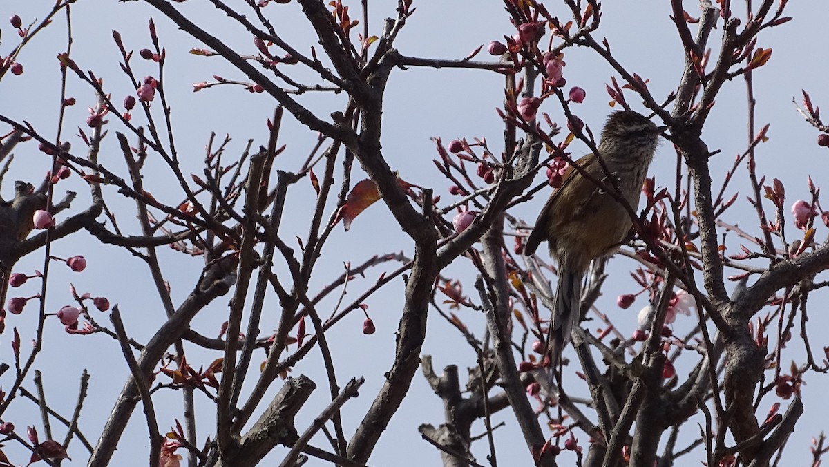 Plain-mantled Tit-Spinetail - ML257236151