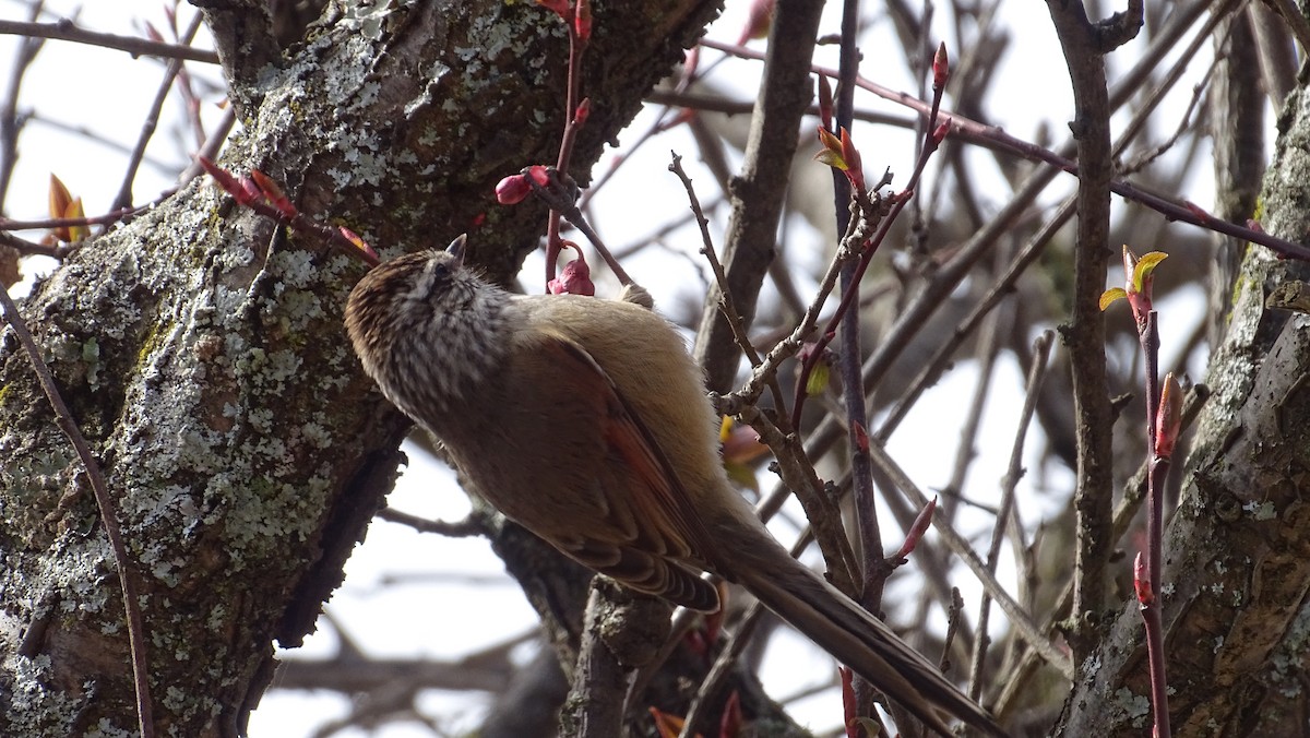 Plain-mantled Tit-Spinetail - ML257236291