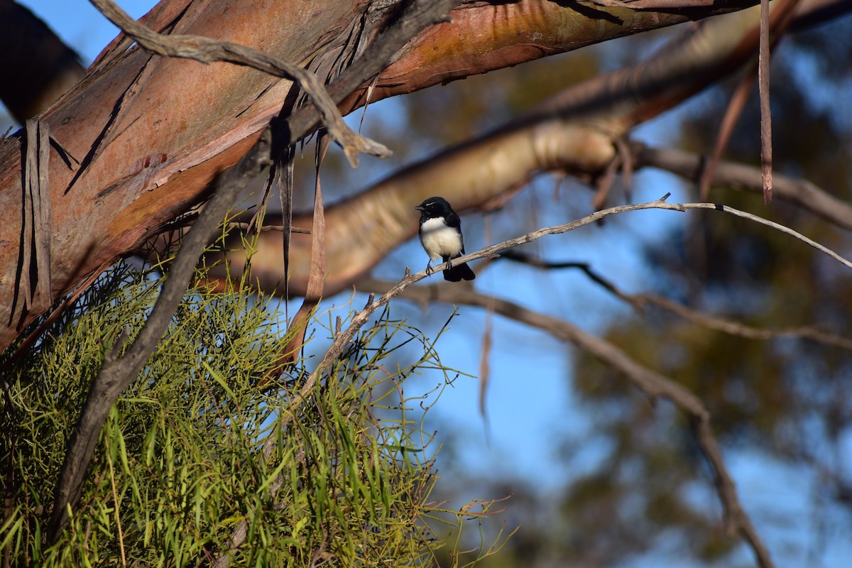 Willie-wagtail - Aidan Powell