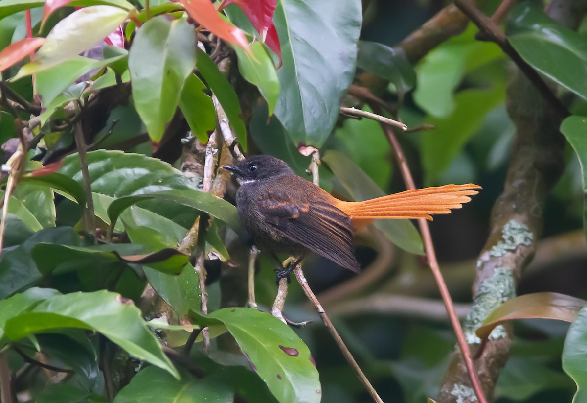 Rufous-tailed Fantail - Wade Strickland
