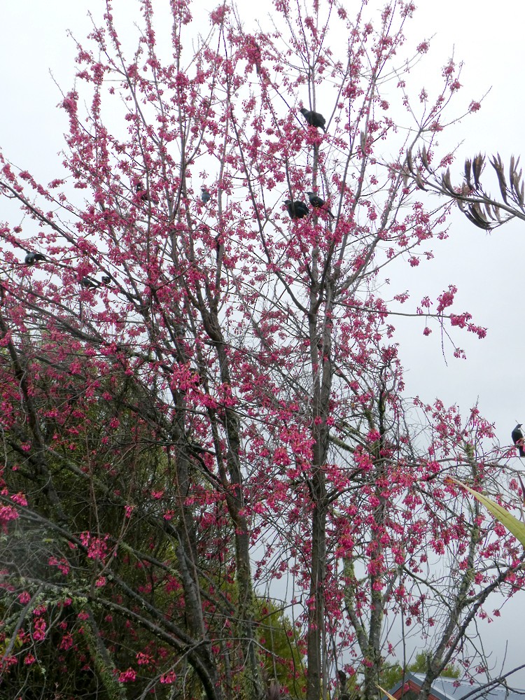Tui - ML257239371