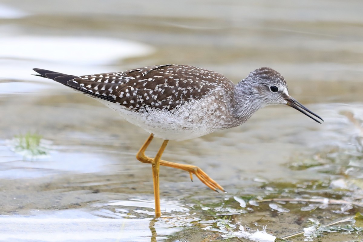 Lesser/Greater Yellowlegs - michael arthurs