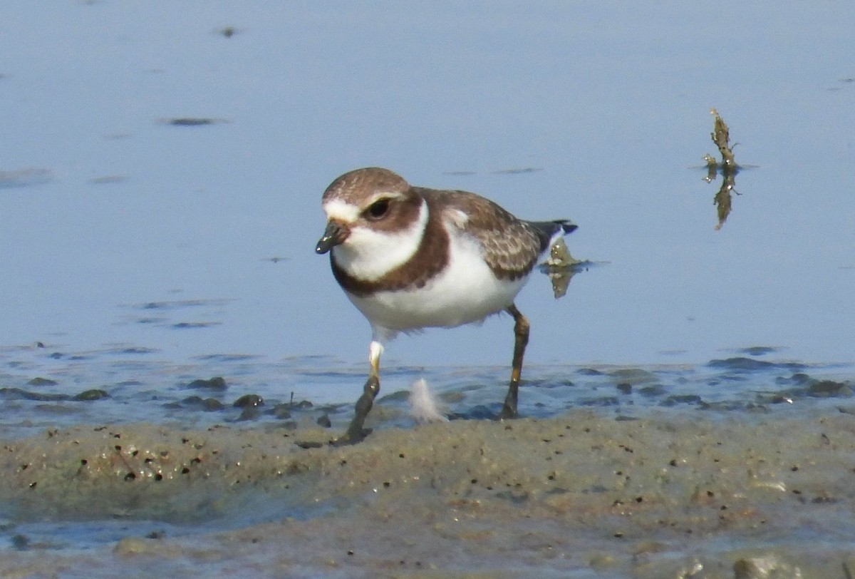 Semipalmated Plover - ML257239771