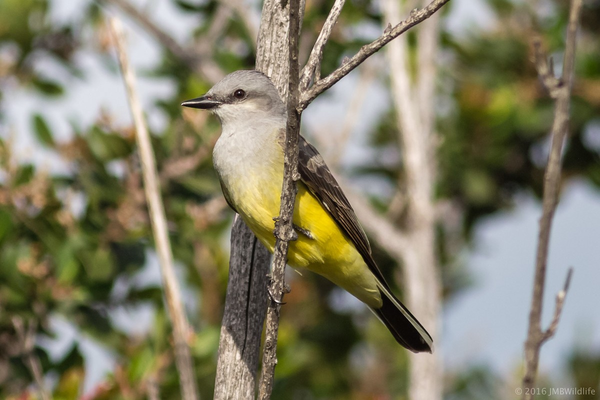 Western Kingbird - Jeff Bray