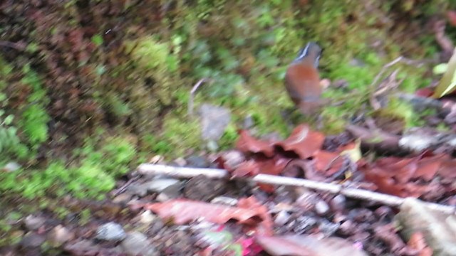 Gray-breasted Wood-Wren - ML257241411