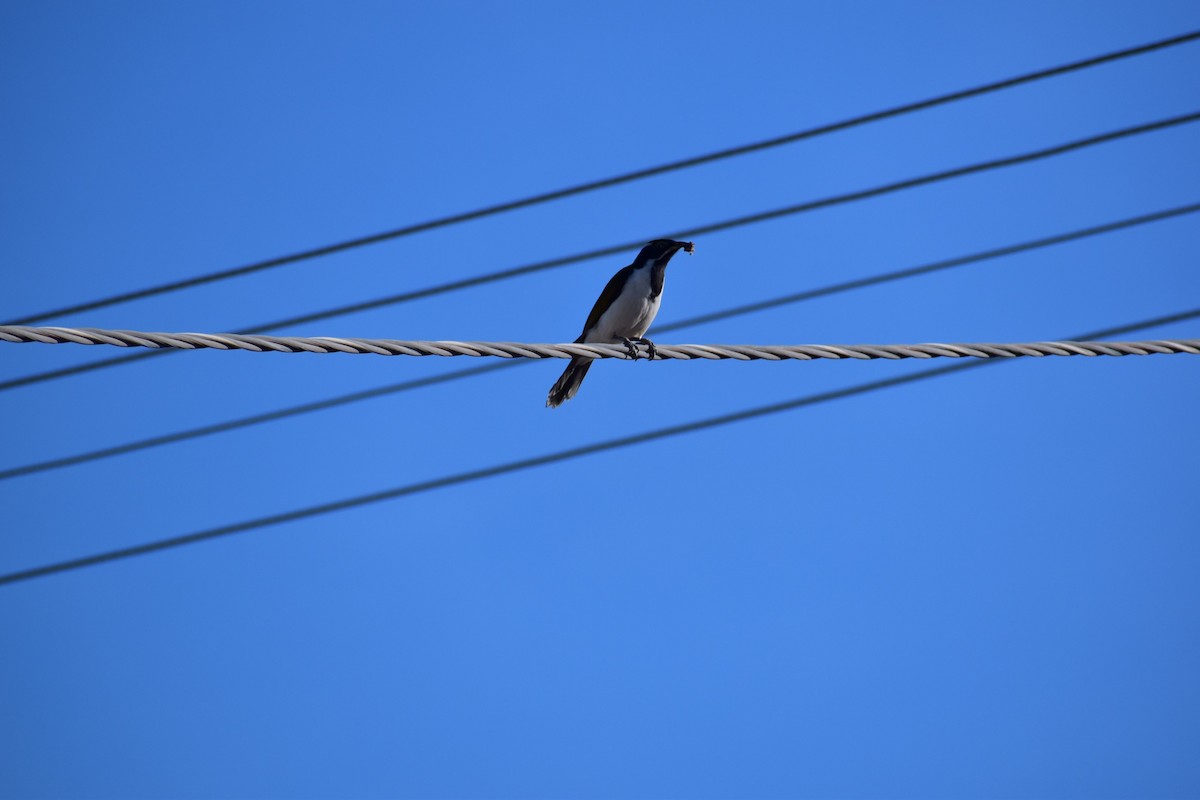 Blue-faced Honeyeater - Aidan Powell