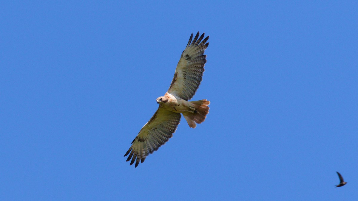Red-tailed Hawk - ML257244321