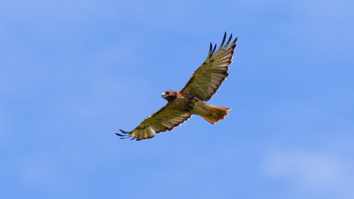 Red-tailed Hawk - ML257244471