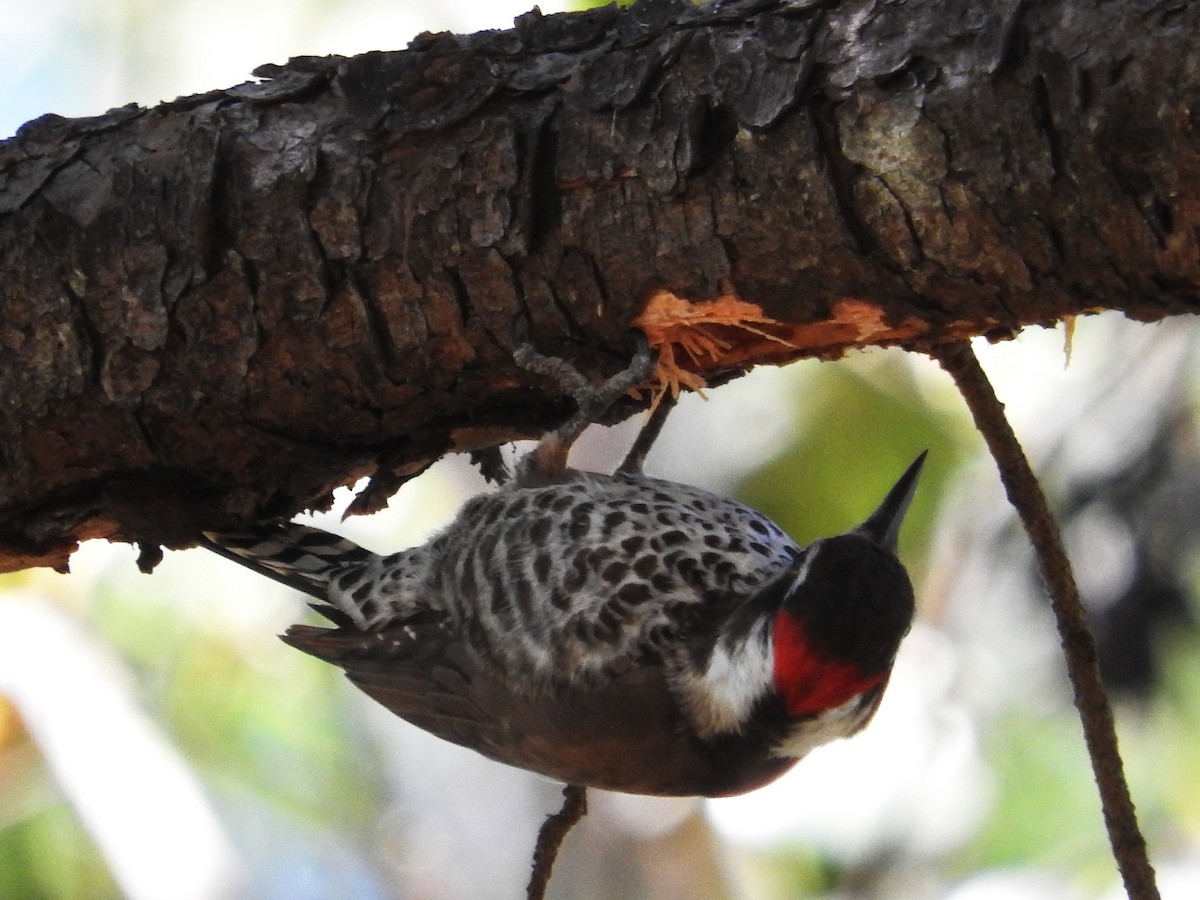 Arizona Woodpecker - Pam Rasmussen