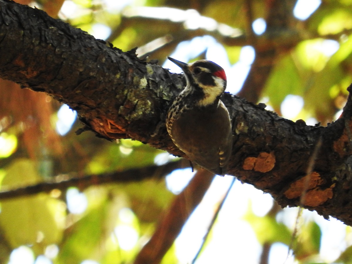 Arizona Woodpecker - Pam Rasmussen