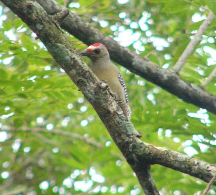 Golden-fronted Woodpecker - Charley Hesse TROPICAL BIRDING