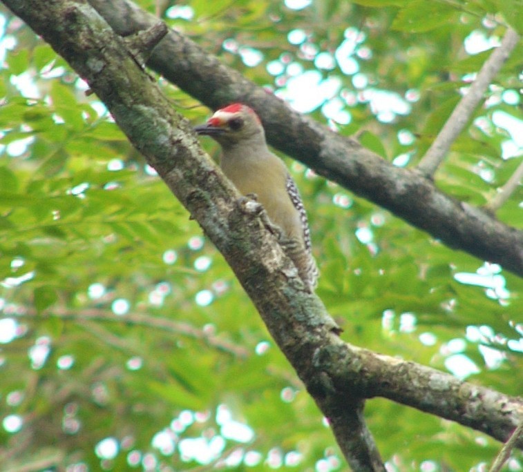 Carpintero Frentidorado - ML257249521