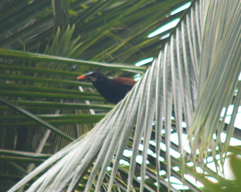 Montezuma Oropendola - Charley Hesse TROPICAL BIRDING