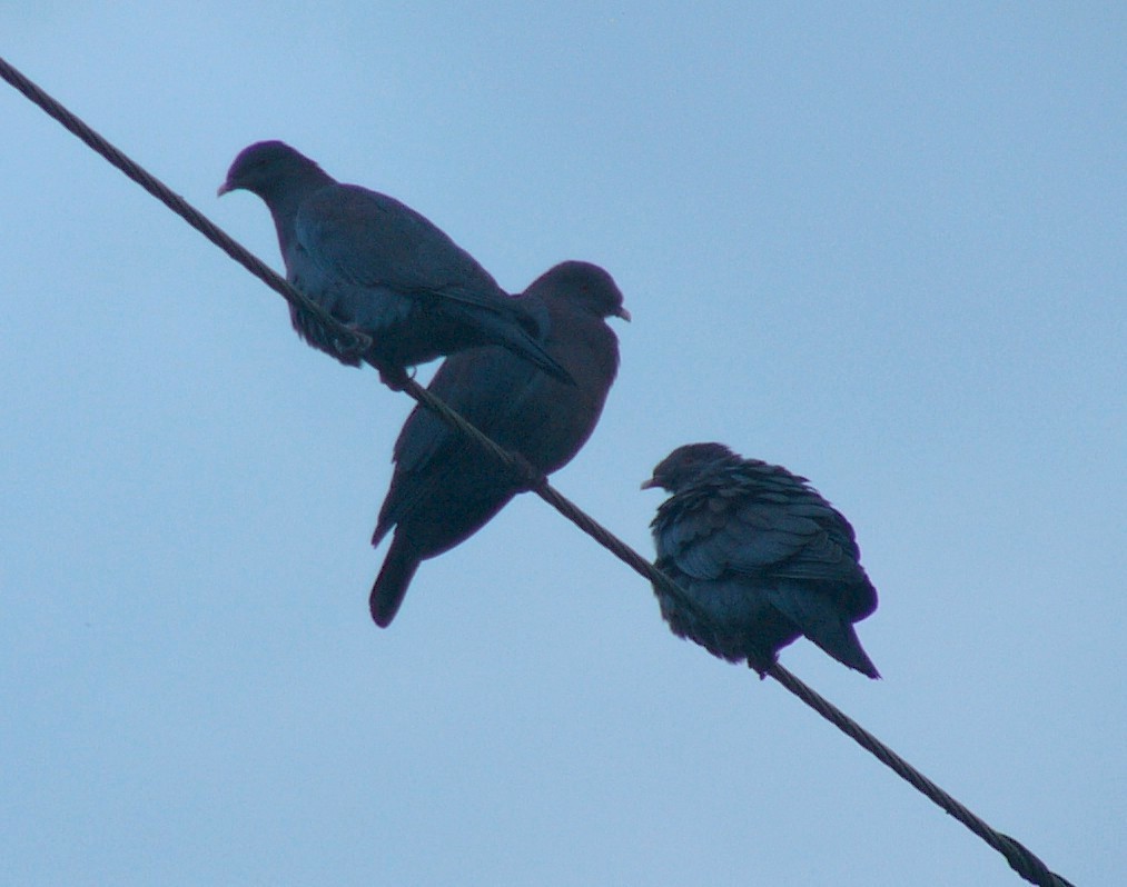 Red-billed Pigeon - Charley Hesse TROPICAL BIRDING