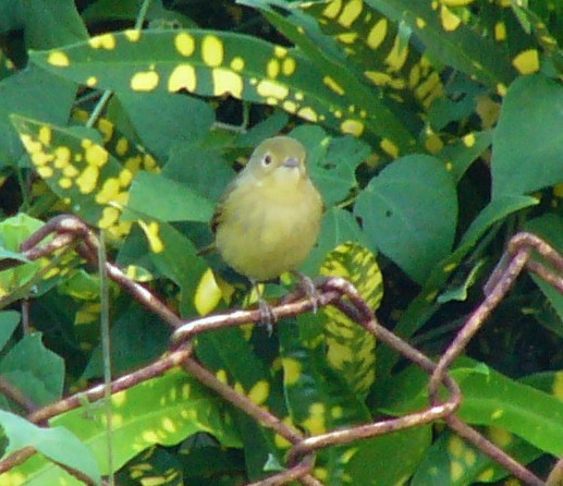 Yellow Warbler - Charley Hesse TROPICAL BIRDING