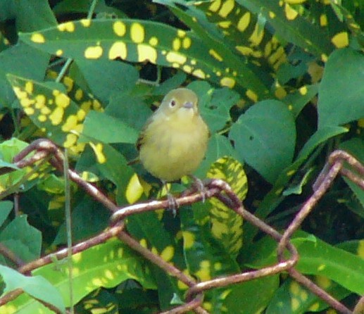 Yellow Warbler - ML257249771