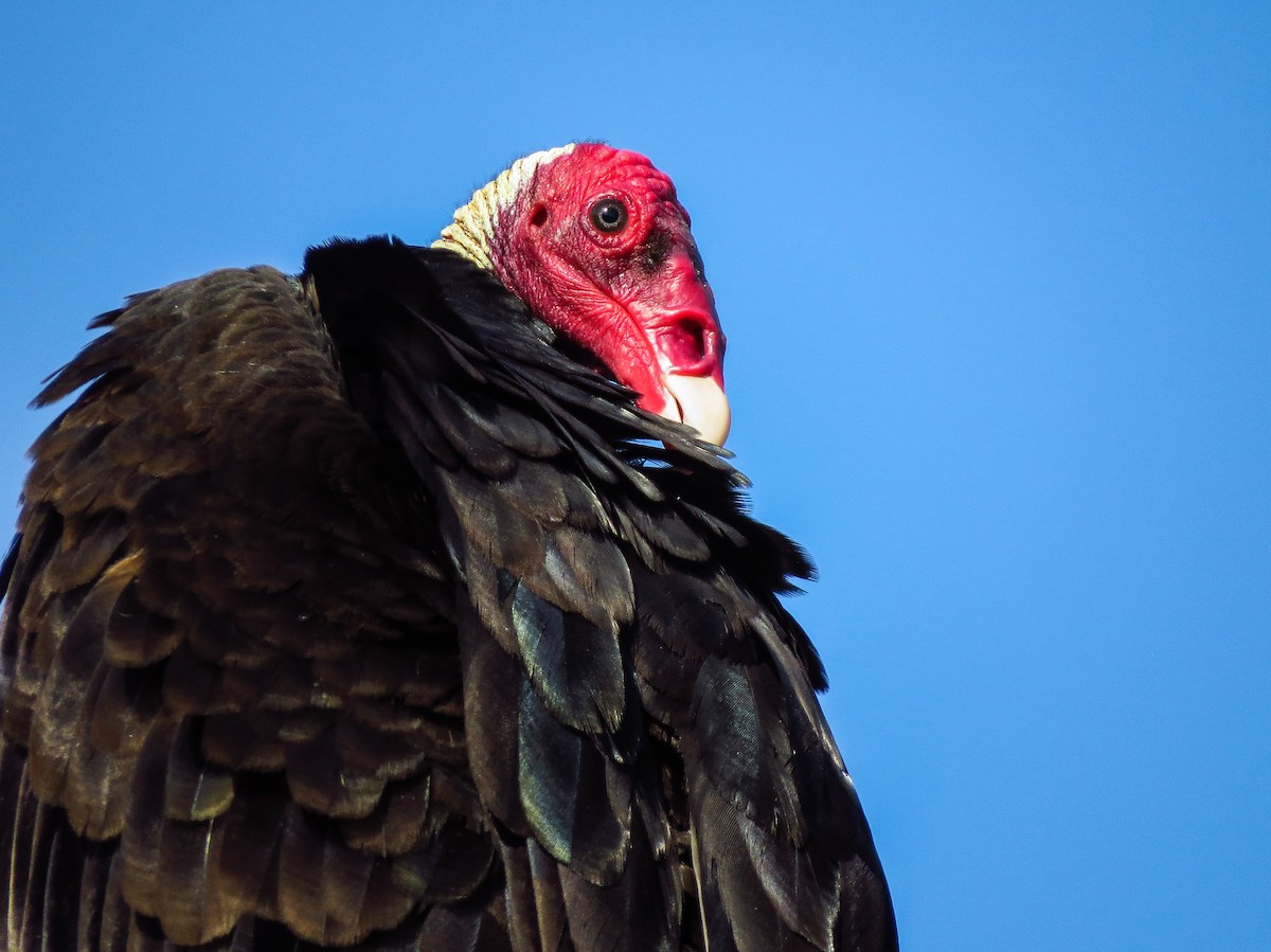 Turkey Vulture - ML257249821