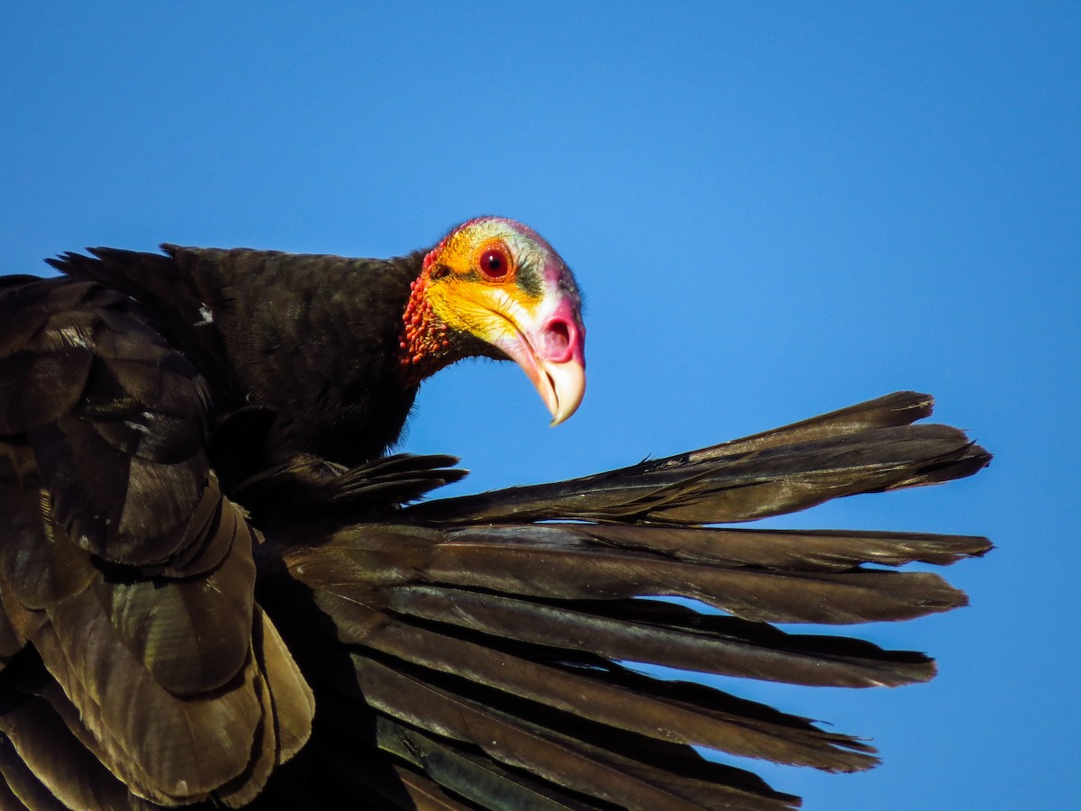 Lesser Yellow-headed Vulture - ML257249881