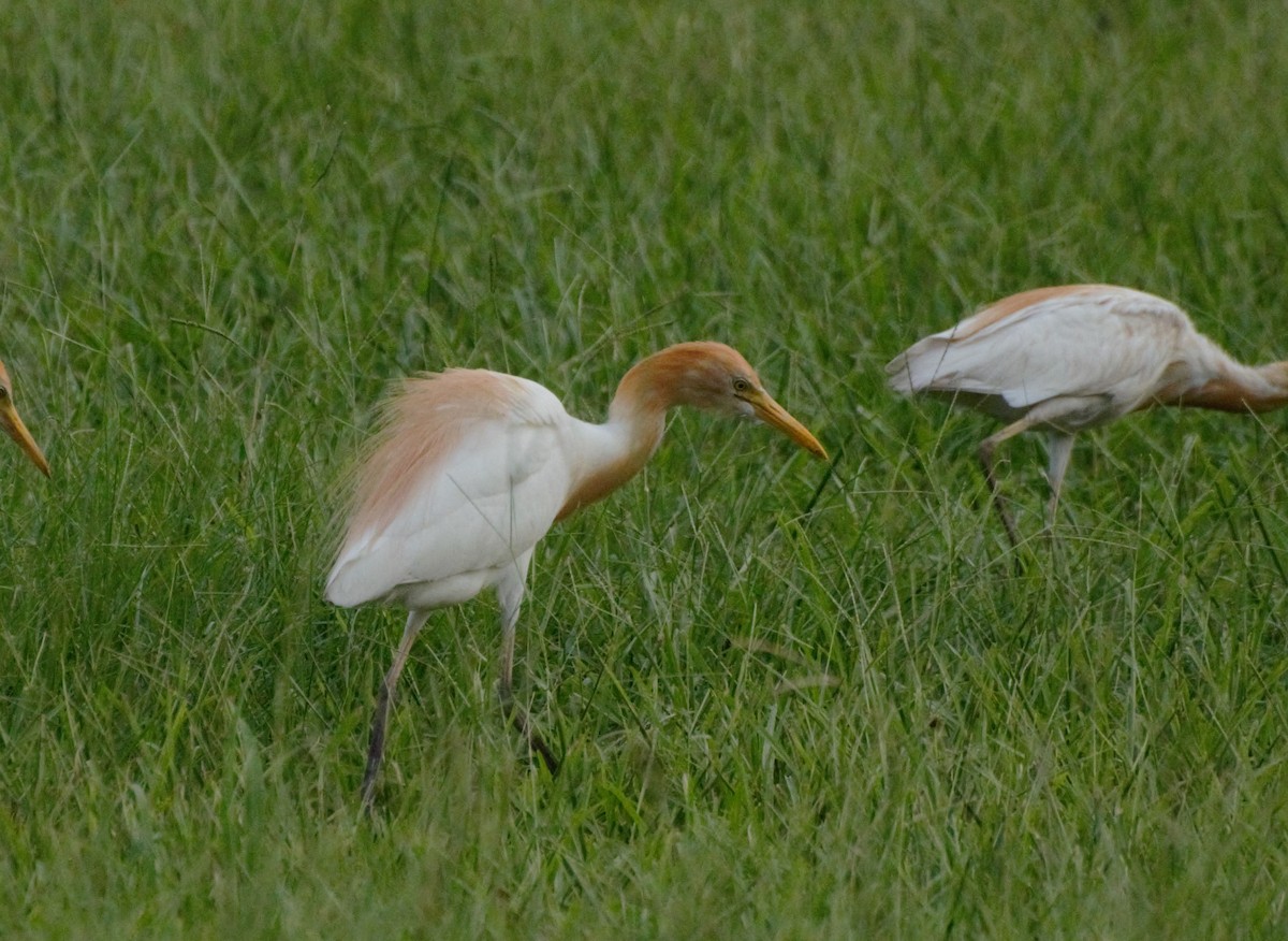 Eastern Cattle-Egret - ML257250071