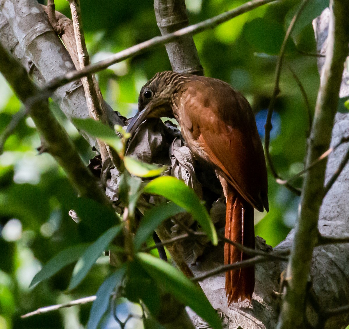 Cocoa Woodcreeper - ML257251011