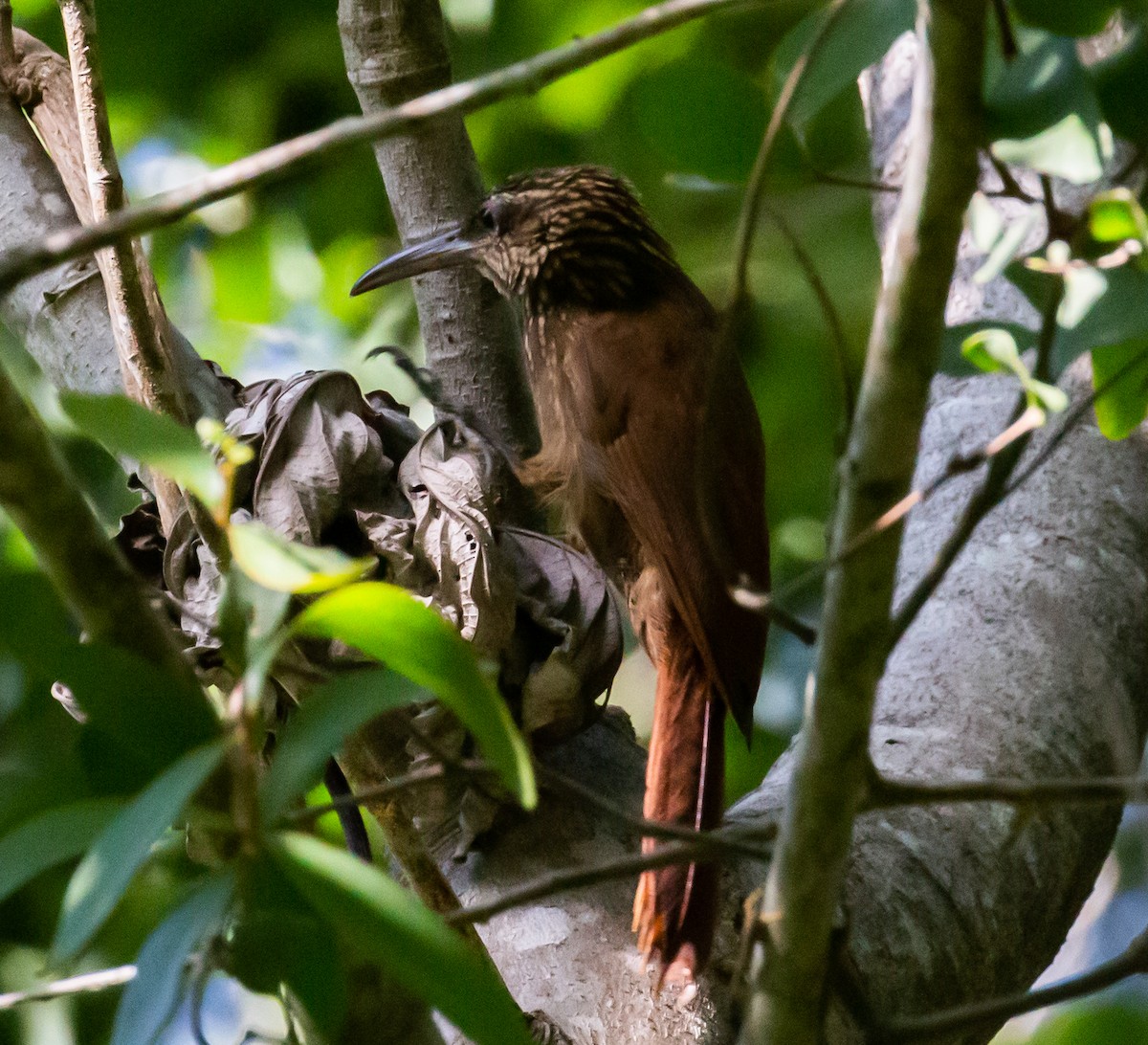 Cocoa Woodcreeper - ML257251021