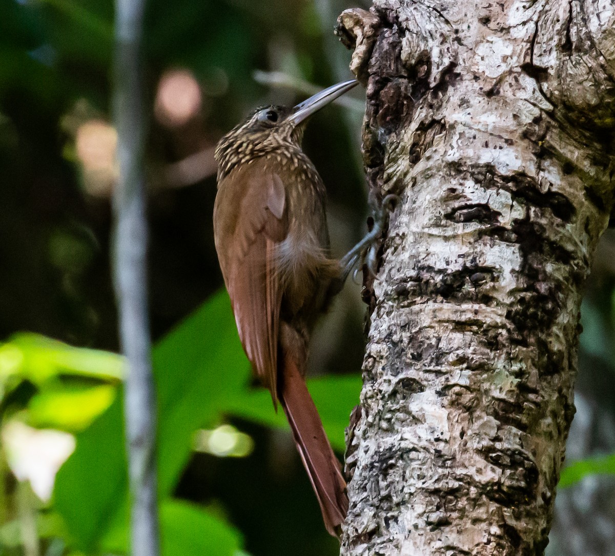 Cocoa Woodcreeper - ML257251031