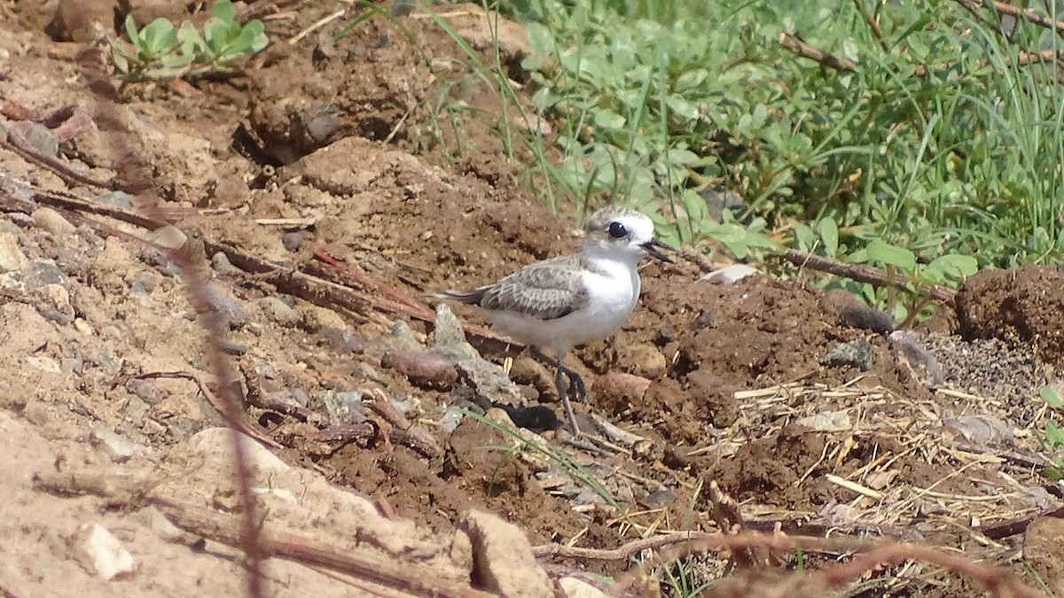 Snowy Plover - ML257251291