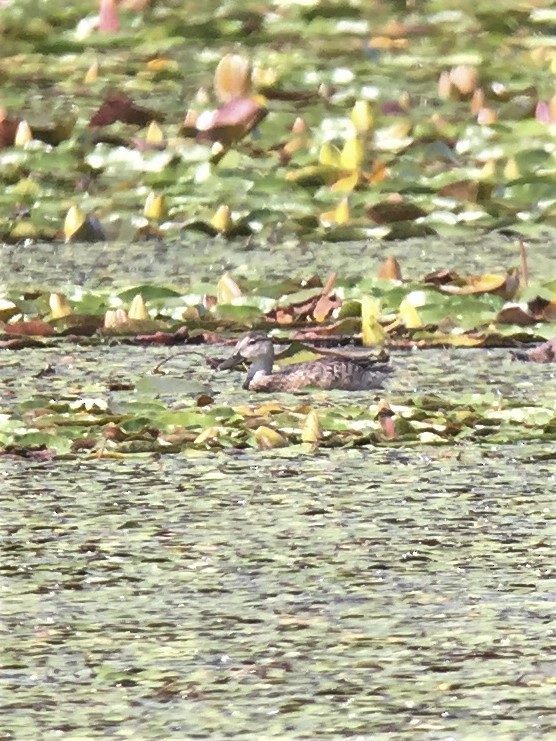 Blue-winged Teal - ML257252671