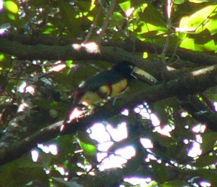 Collared Aracari - Charley Hesse TROPICAL BIRDING