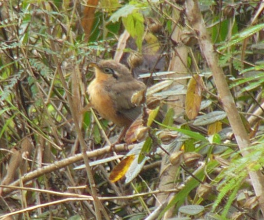 Lesser Ground-Cuckoo - ML257254081