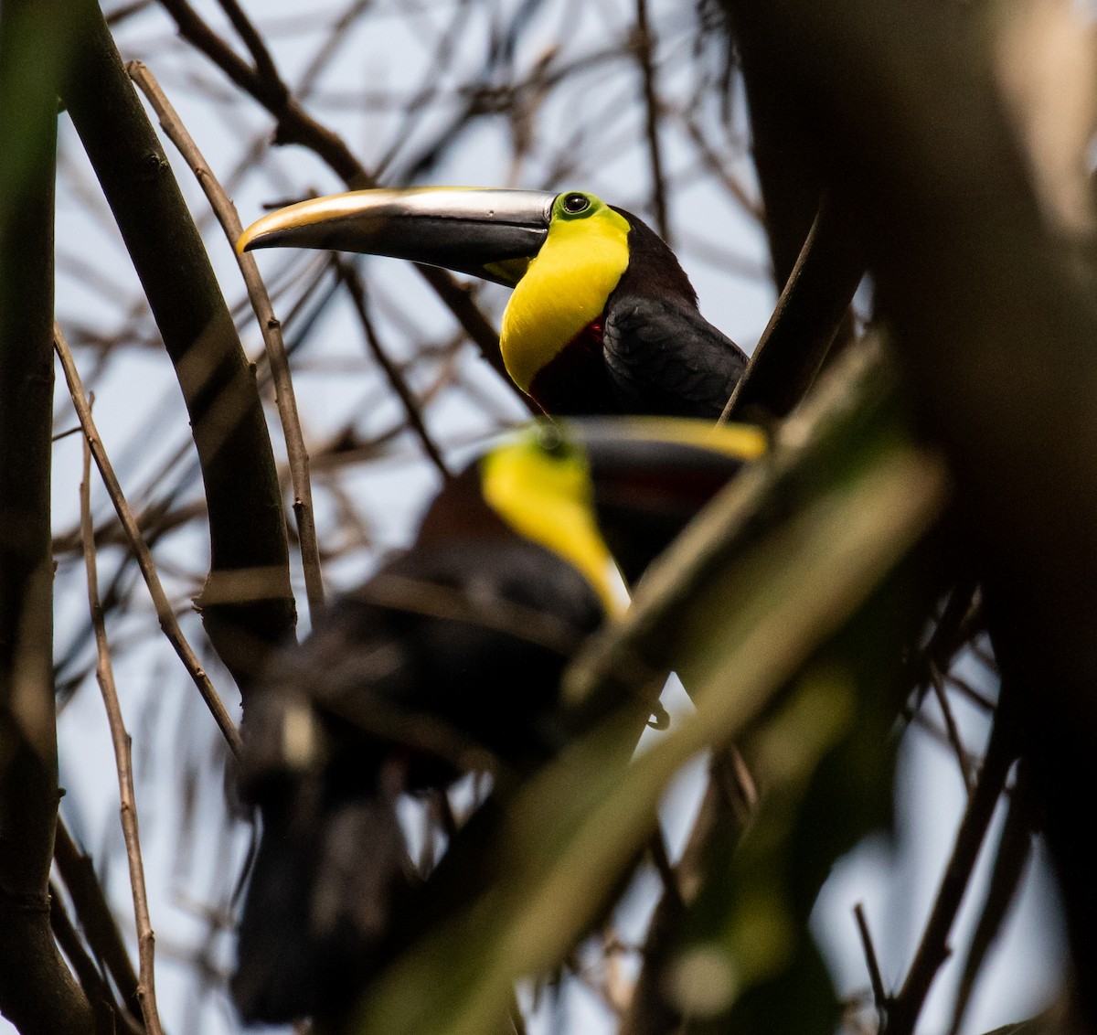 Yellow-throated Toucan - ML257255591