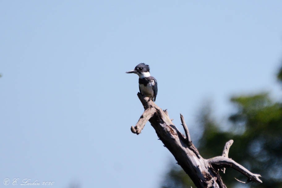 Belted Kingfisher - ML257255961