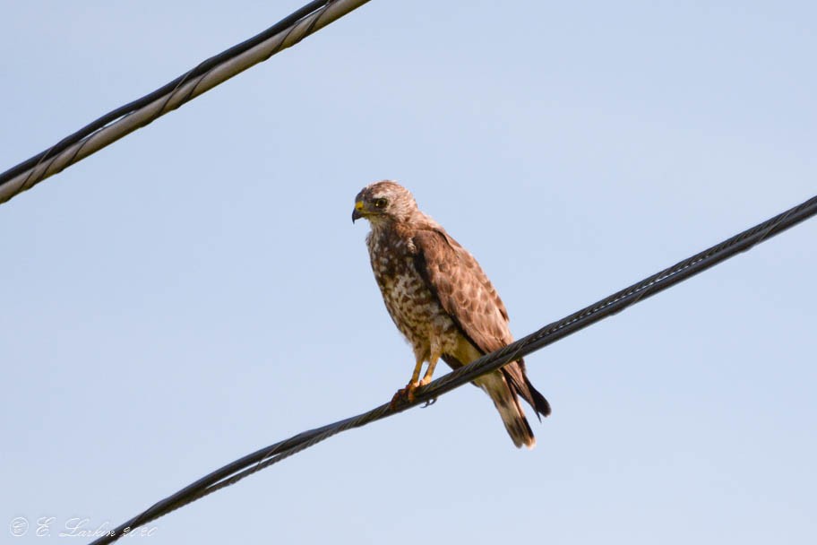 Broad-winged Hawk - ML257256011