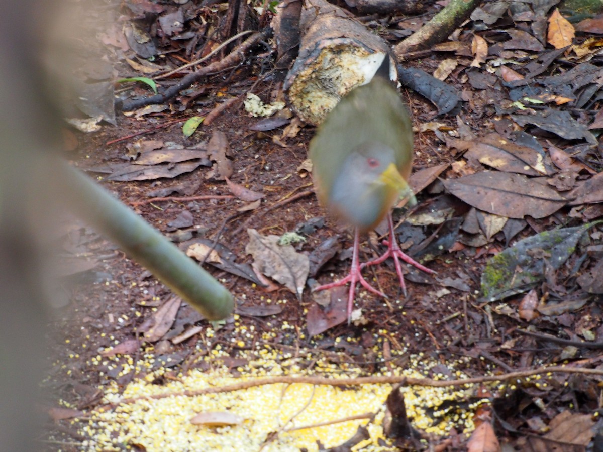 Gray-cowled Wood-Rail - Daniel Lebbin