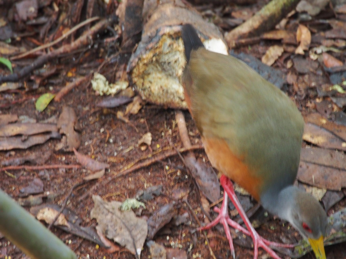 Gray-cowled Wood-Rail - Daniel Lebbin