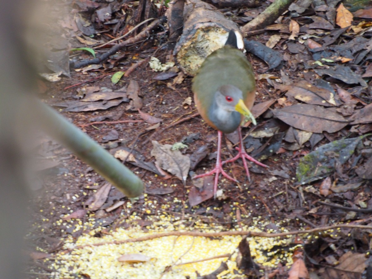 Gray-cowled Wood-Rail - Daniel Lebbin