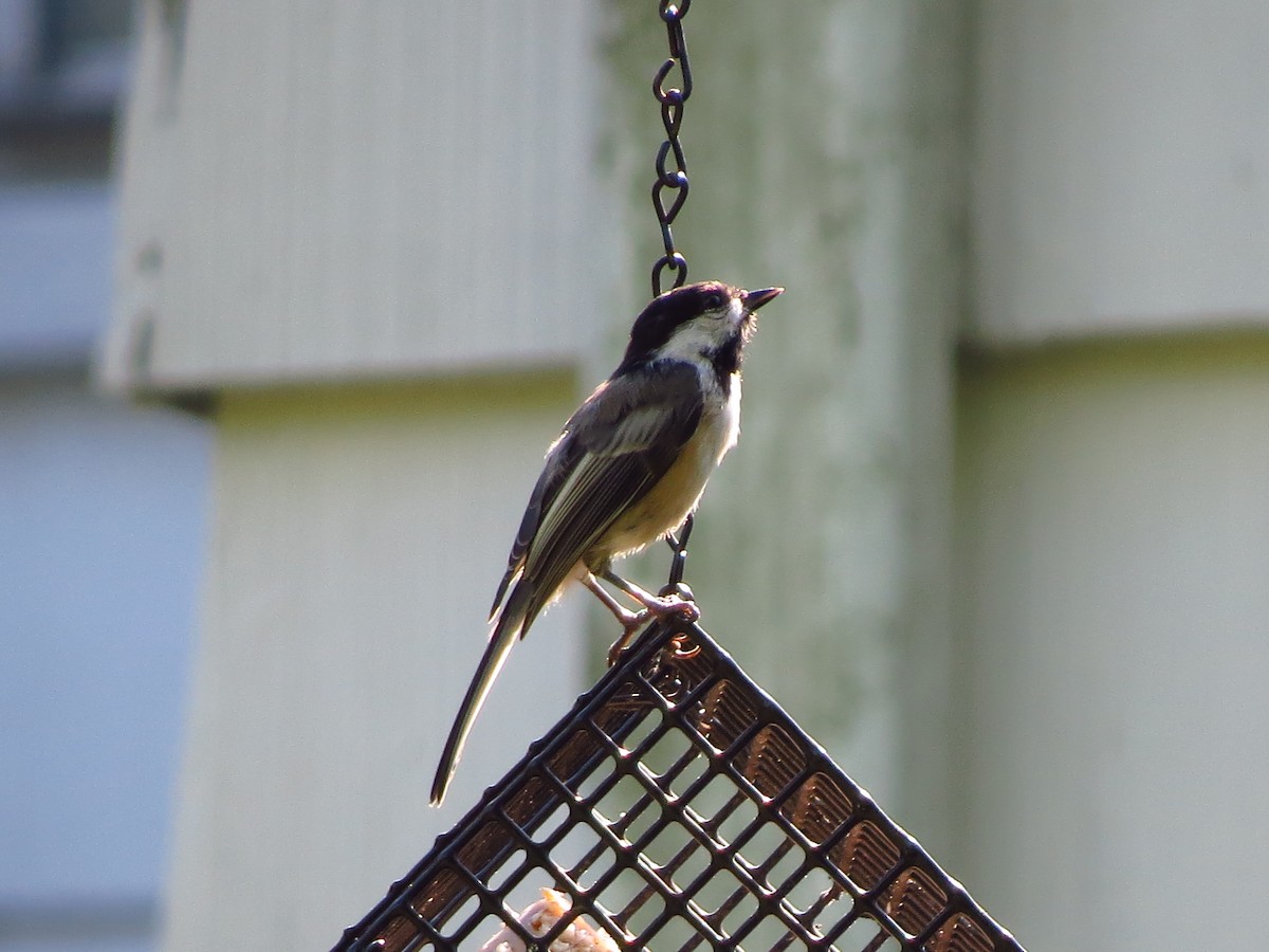 Black-capped Chickadee - ML257258191