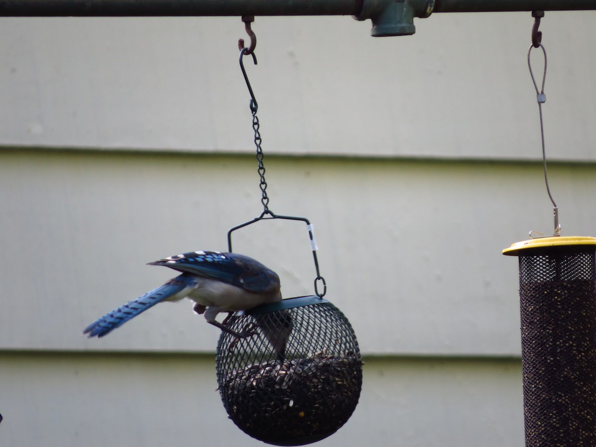 Blue Jay - ML257258361